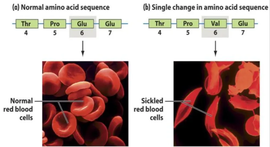 Hemoglobin Comparison